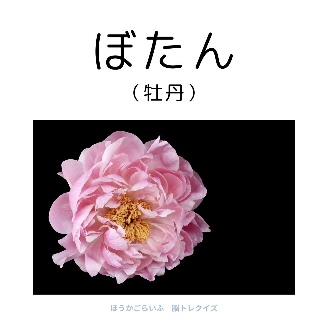 高齢者向け（無料）言葉の並び替えで脳トレしよう！文字（ひらがな）を並び替える簡単なゲーム【花の名前】健康寿命を延ばす鍵